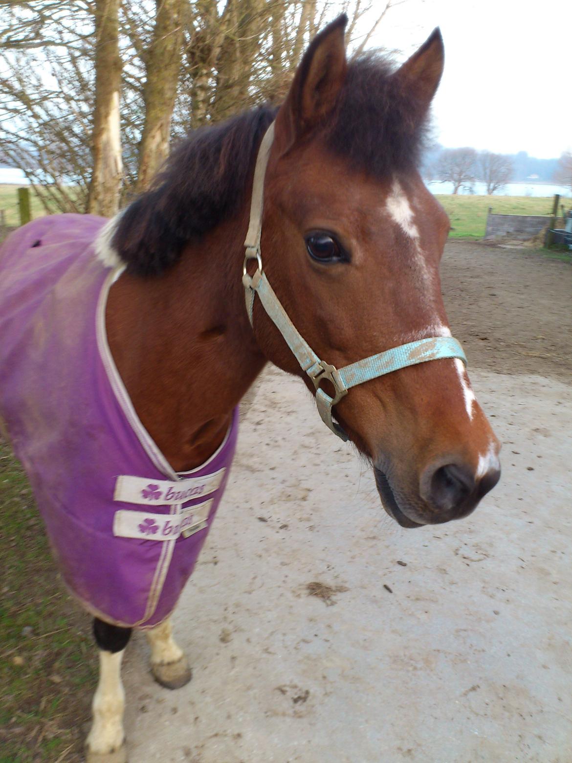 Anden særlig race Frig billede 12