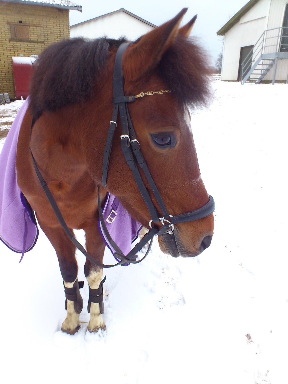 Anden særlig race Frig billede 9