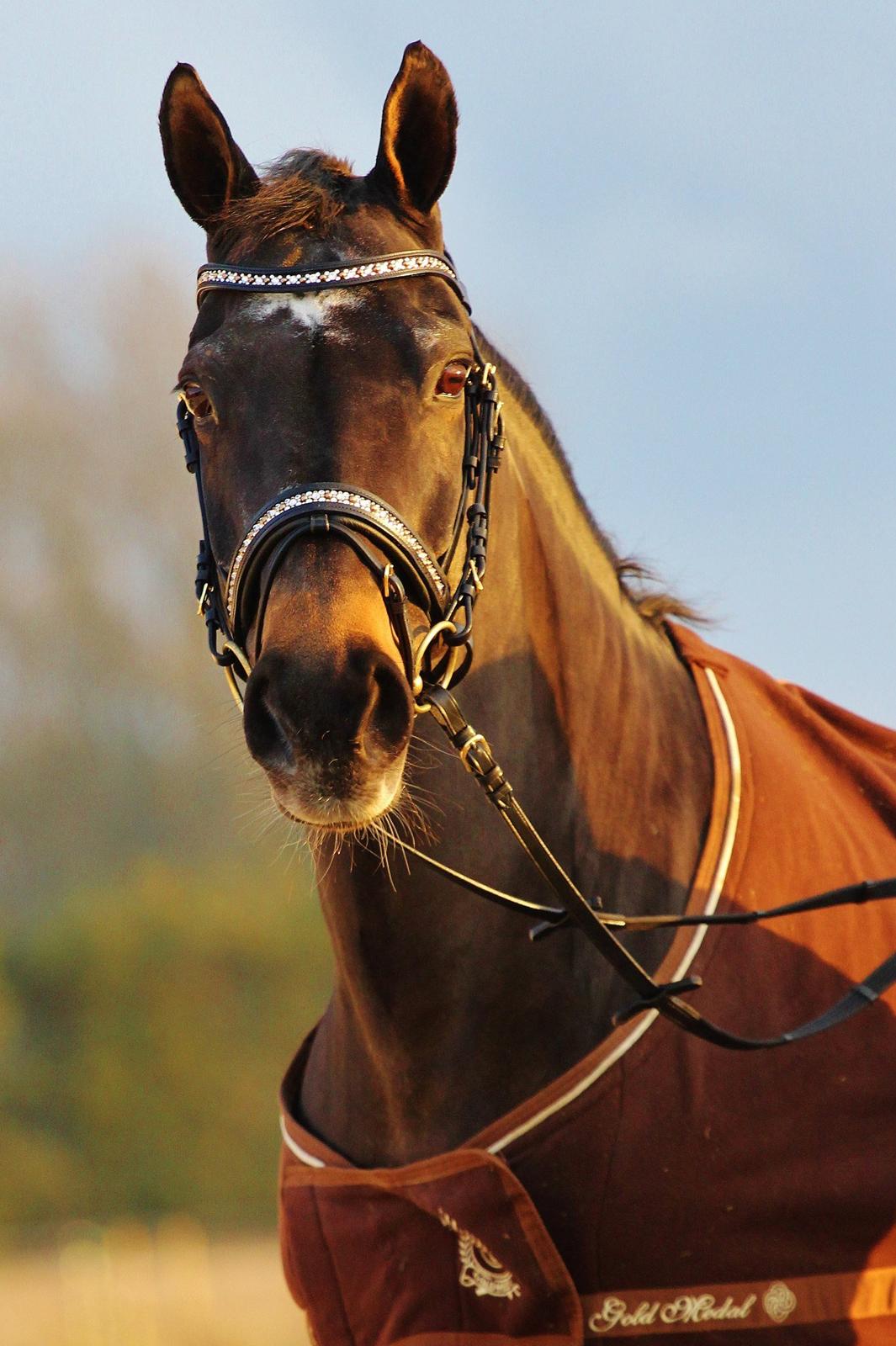 Anden særlig race After Eight´s Chanel / Mutte - 3. November 2012 - Chanel efter klipningen af Tina. Fotograf: PhotoByRosenlund/ Camilla Rosenlund billede 11