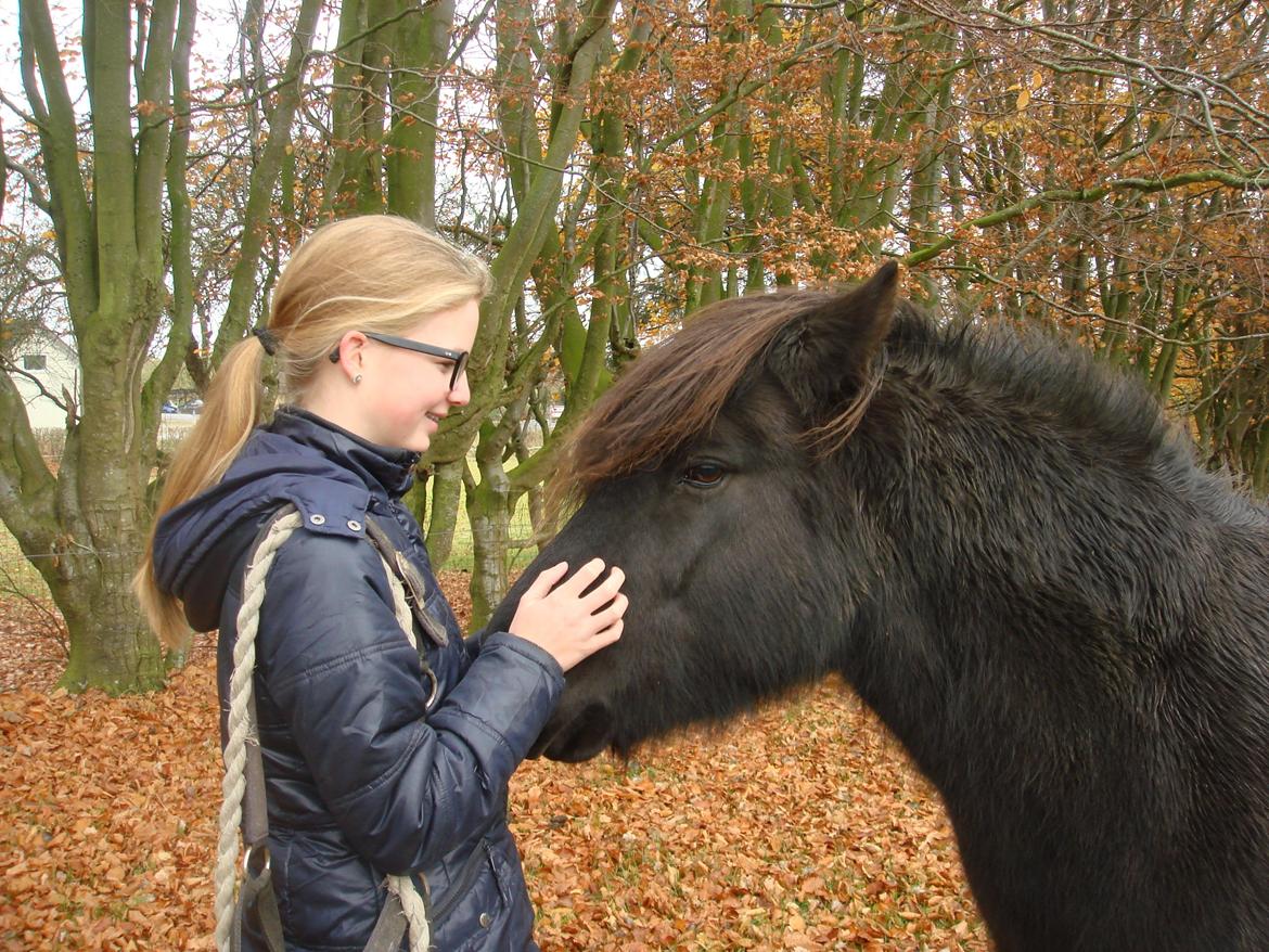 Islænder Yringúr (Ingolf) - Jeg elsker dig <3 billede 16