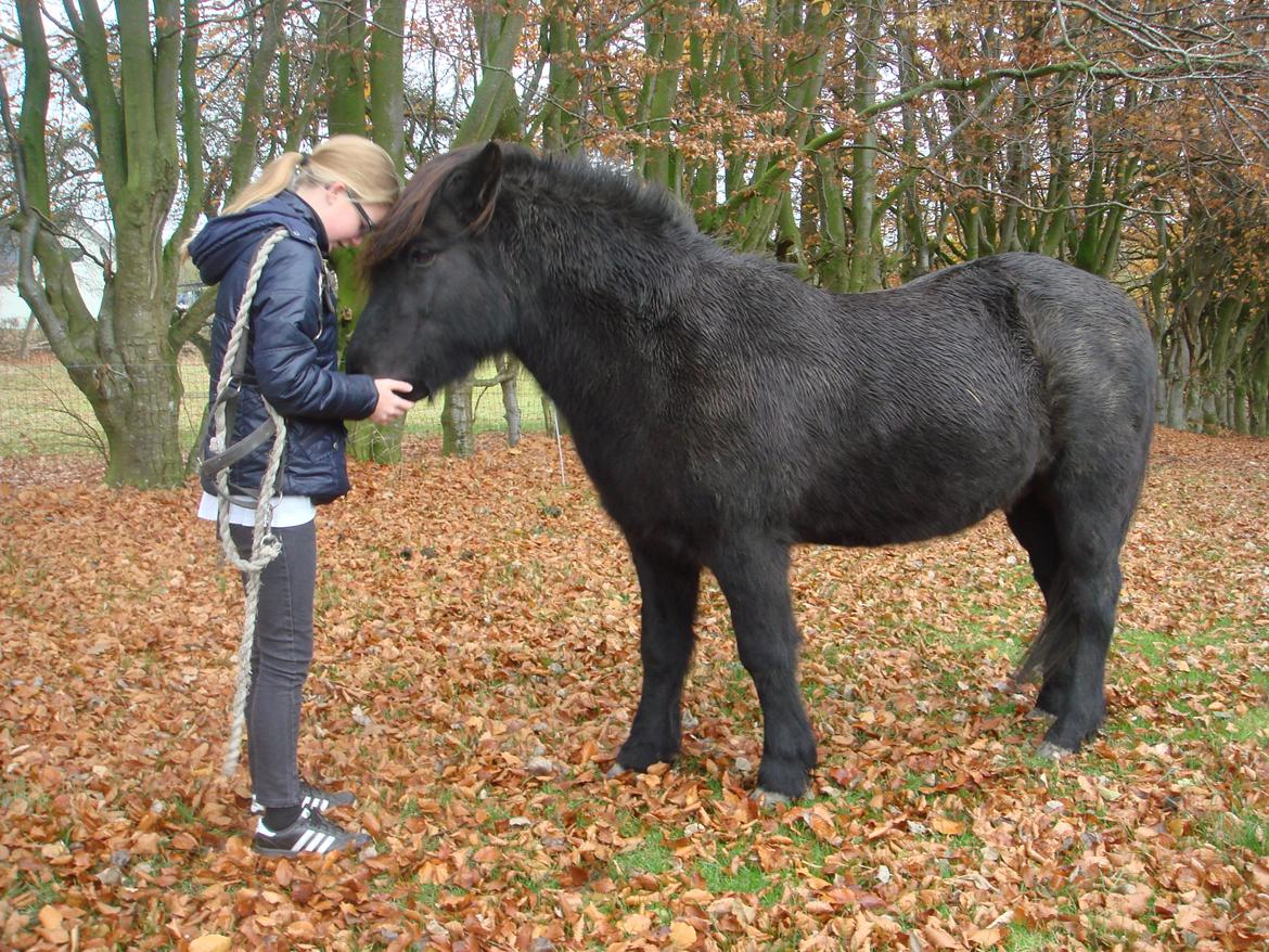 Islænder Yringúr (Ingolf) - You and me forever <3 billede 17