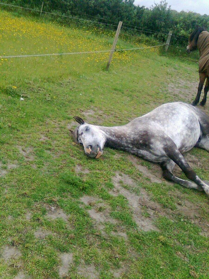 Anden særlig race Armani - B-pony billede 17
