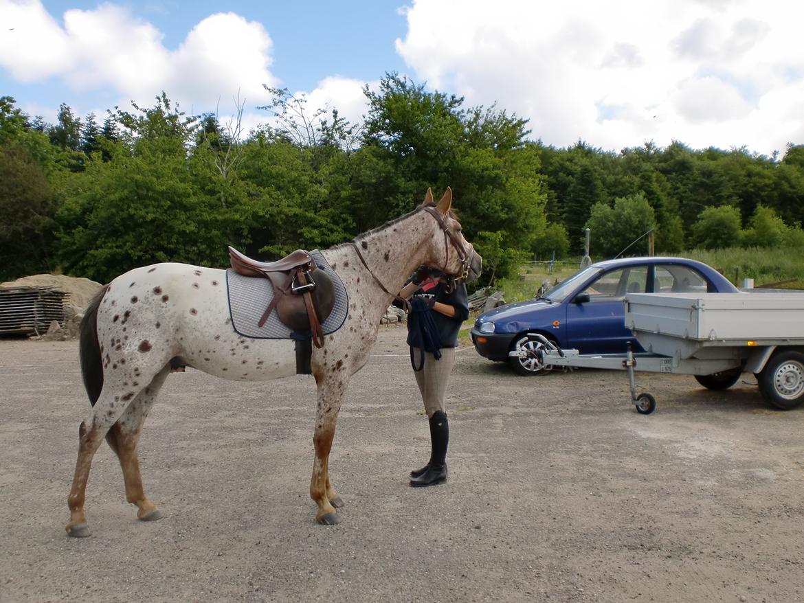 Knabstrupper Herkules billede 3