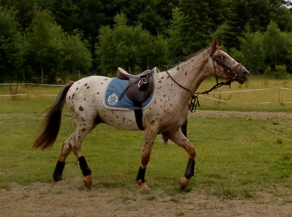 Knabstrupper Herkules billede 4