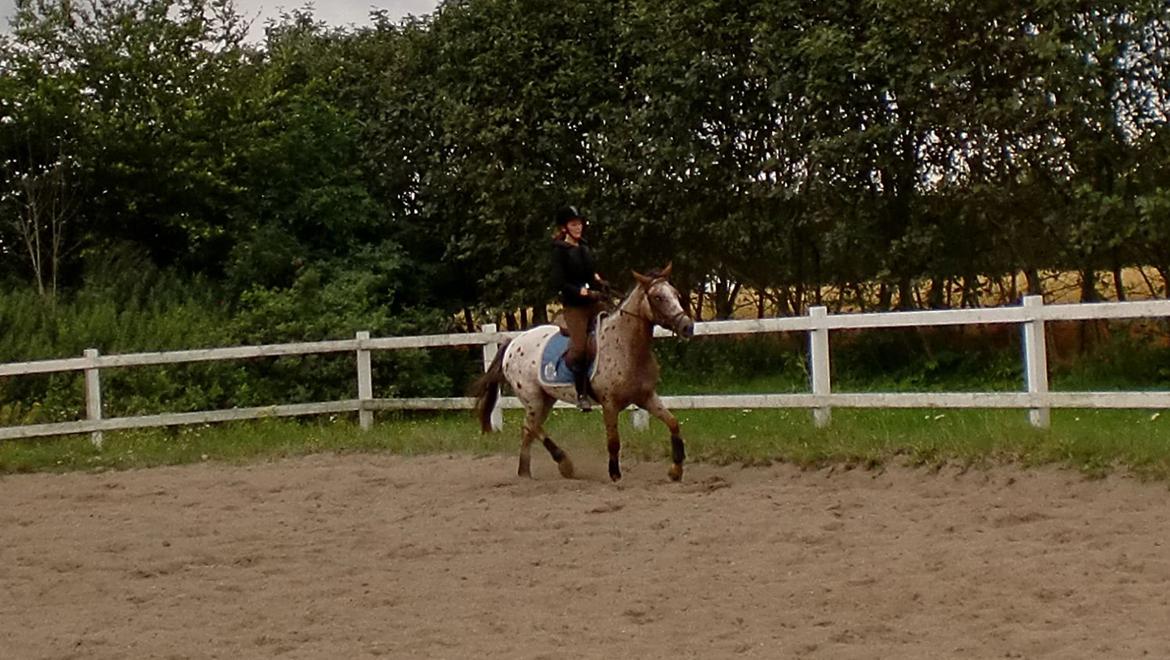 Knabstrupper Herkules billede 5