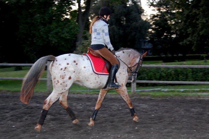 Knabstrupper Herkules billede 6