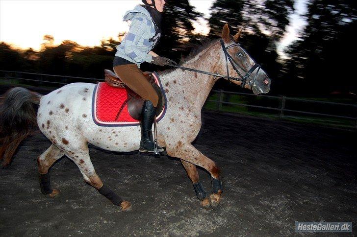 Knabstrupper Herkules billede 7