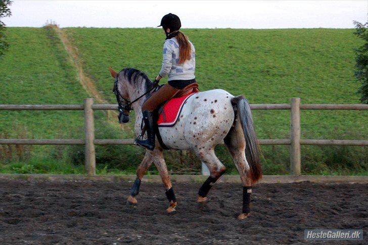 Knabstrupper Herkules billede 8