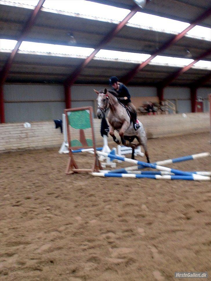Knabstrupper Herkules - Første spring! :D billede 9