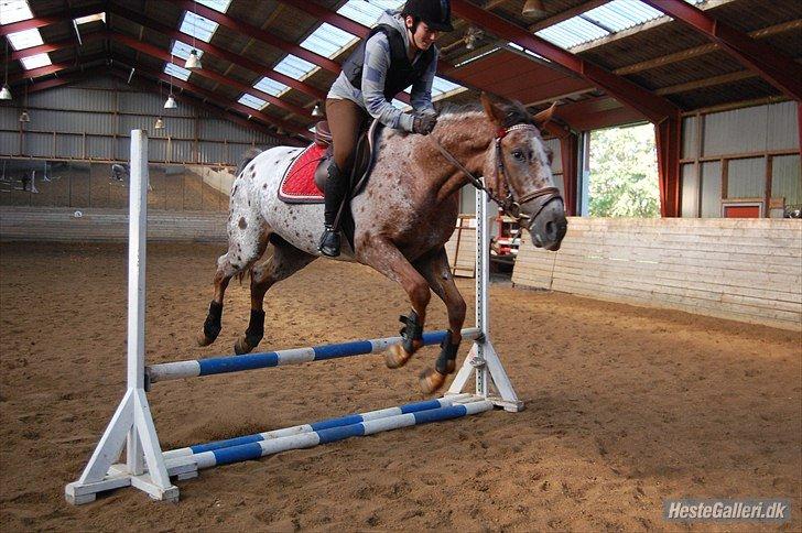 Knabstrupper Herkules - Også en af de første spring ;) billede 10