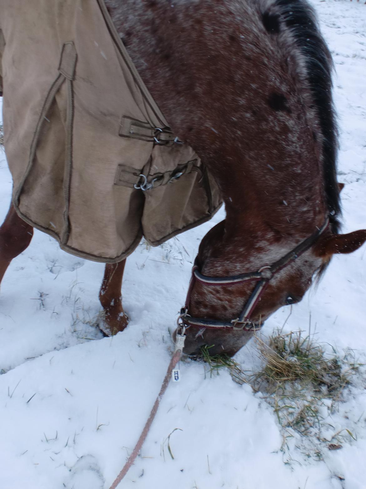 Knabstrupper Herkules billede 11