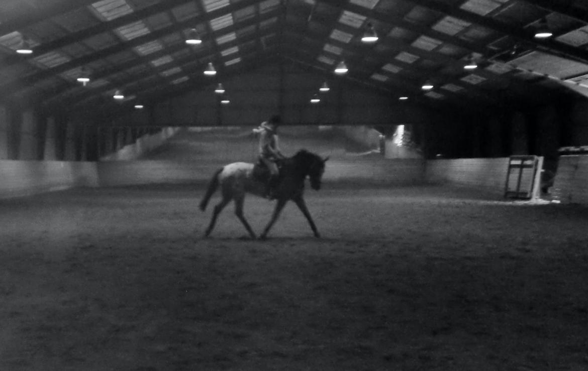 Knabstrupper Herkules - Dressur musse! :D billede 12