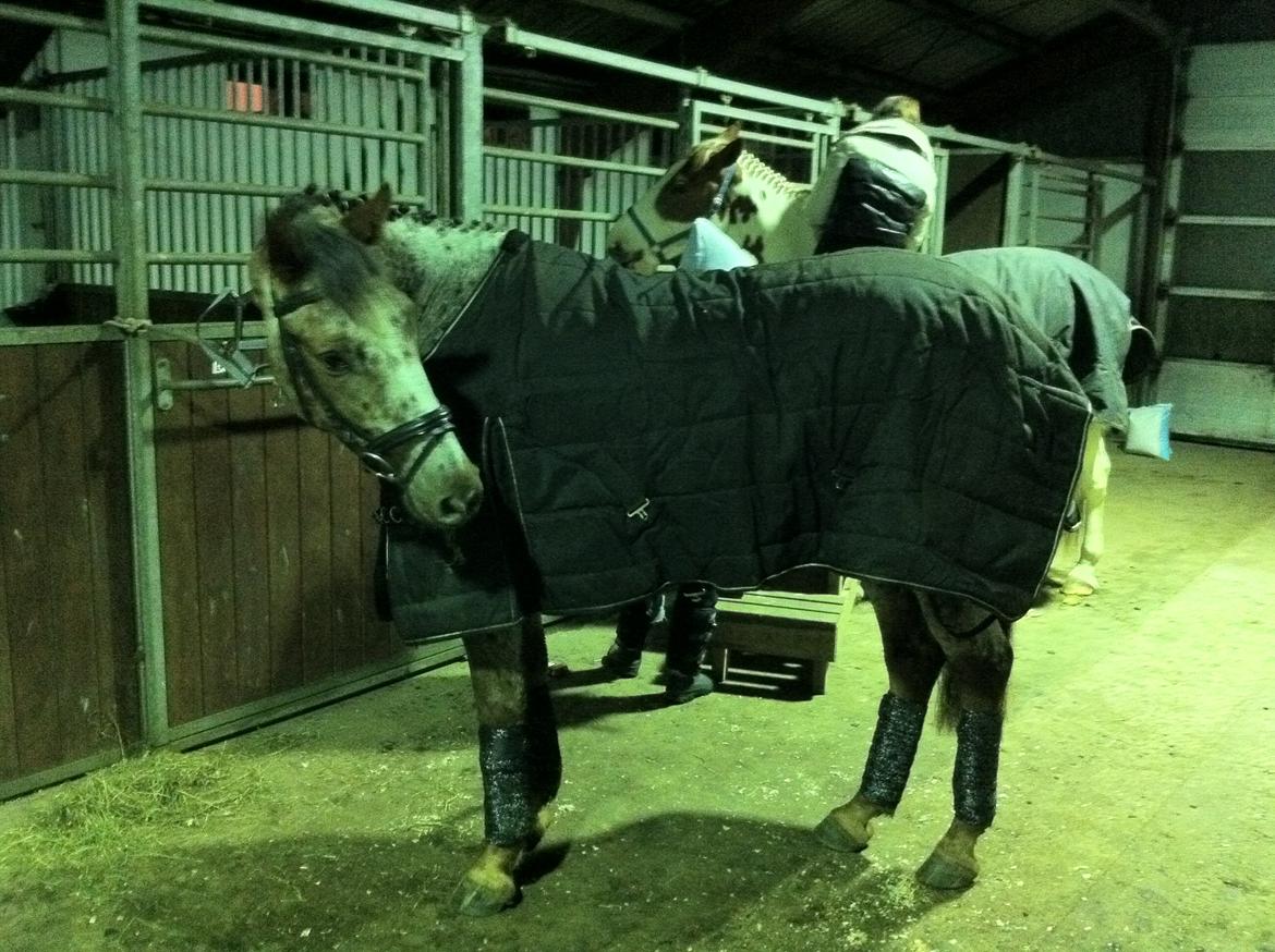 Knabstrupper Herkules - Lækker bøf til soignerings prøve på JU! :) billede 13
