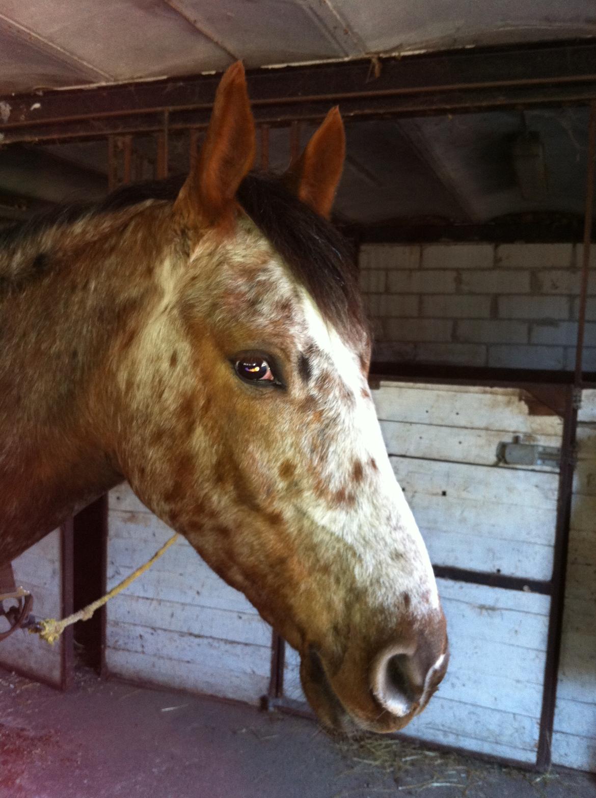 Knabstrupper Herkules billede 14