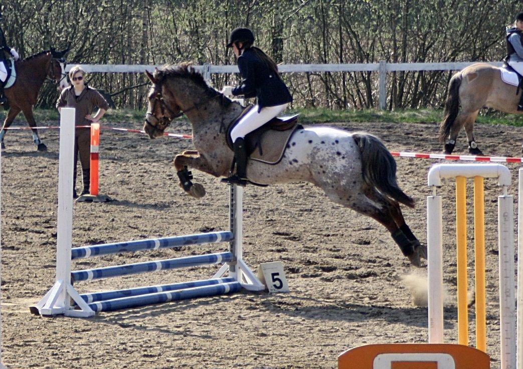 Knabstrupper Herkules billede 1