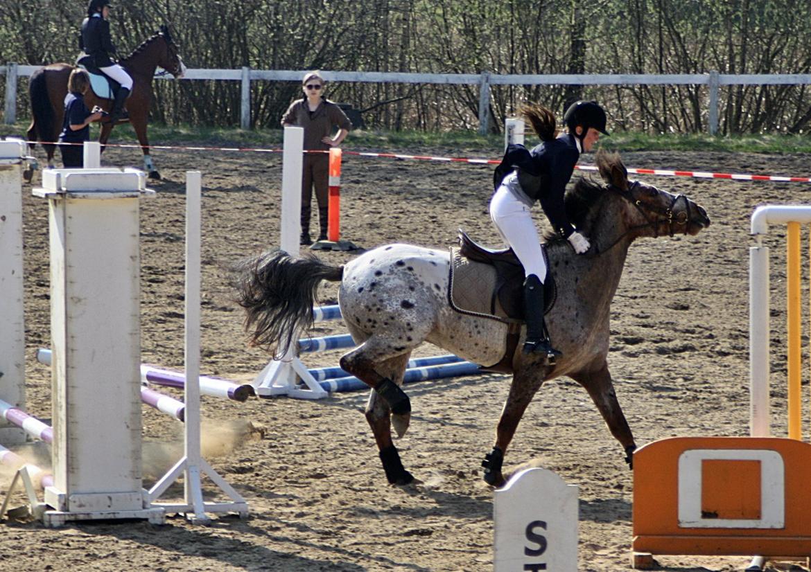 Knabstrupper Herkules - Første stævne, NØR sommer 2011. billede 16