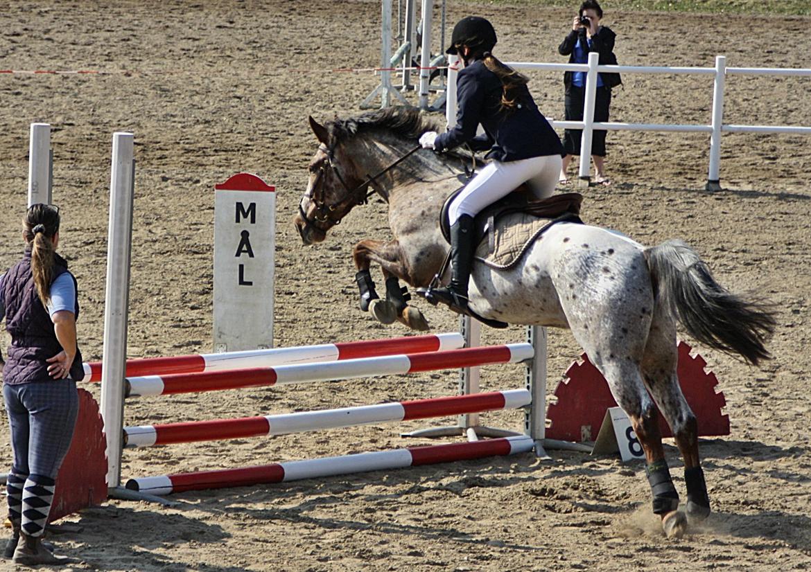 Knabstrupper Herkules - Første stævne, NØR sommer 2011. billede 17
