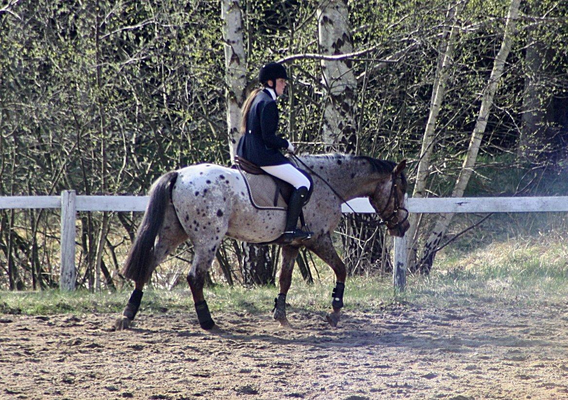 Knabstrupper Herkules - Første stævne, NØR sommer 2011. billede 18
