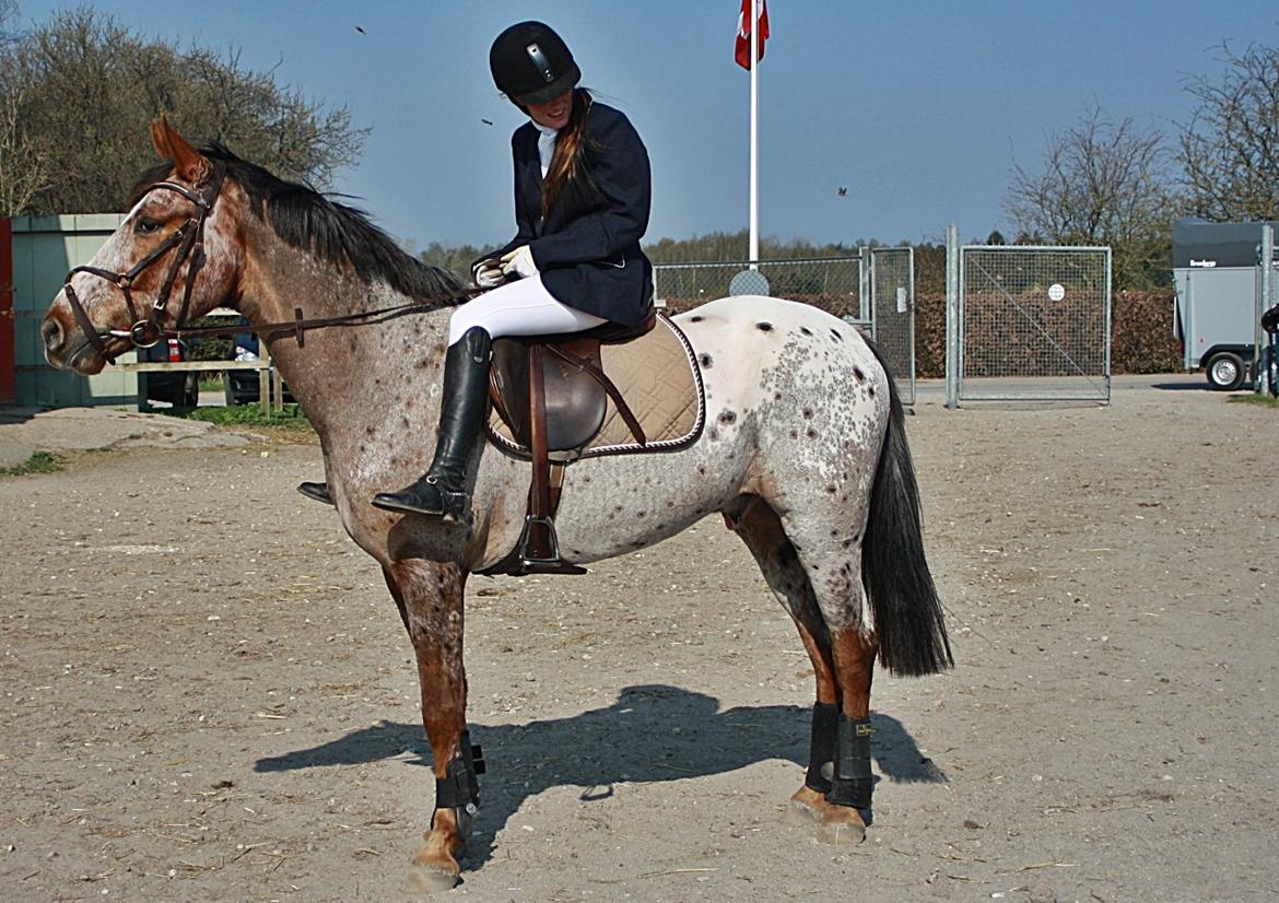 Knabstrupper Herkules - Første stævne, NØR sommer 2011. billede 19