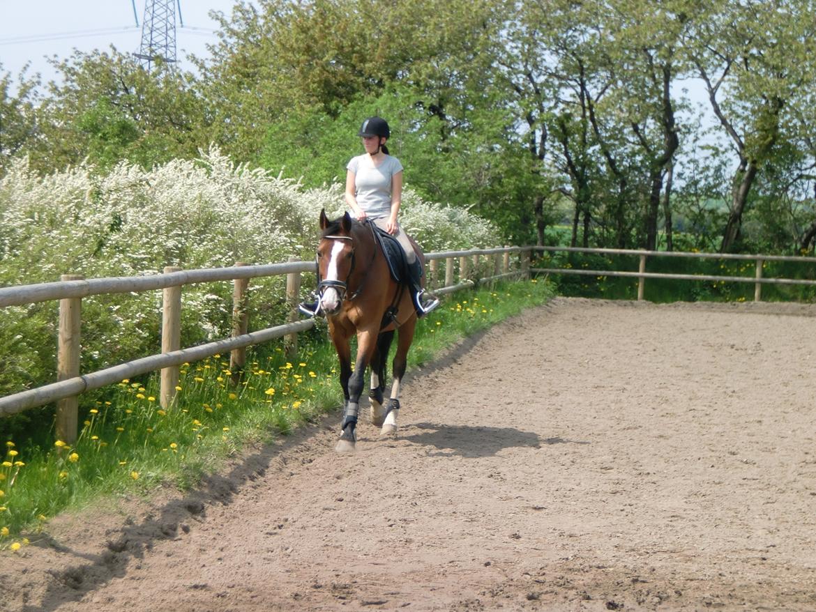 Dansk Varmblod Højgaard Lotus billede 5