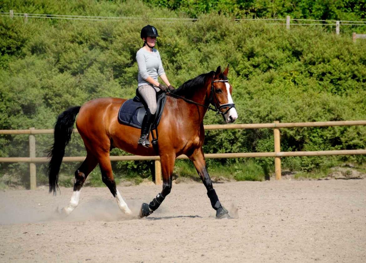 Dansk Varmblod Højgaard Lotus billede 6