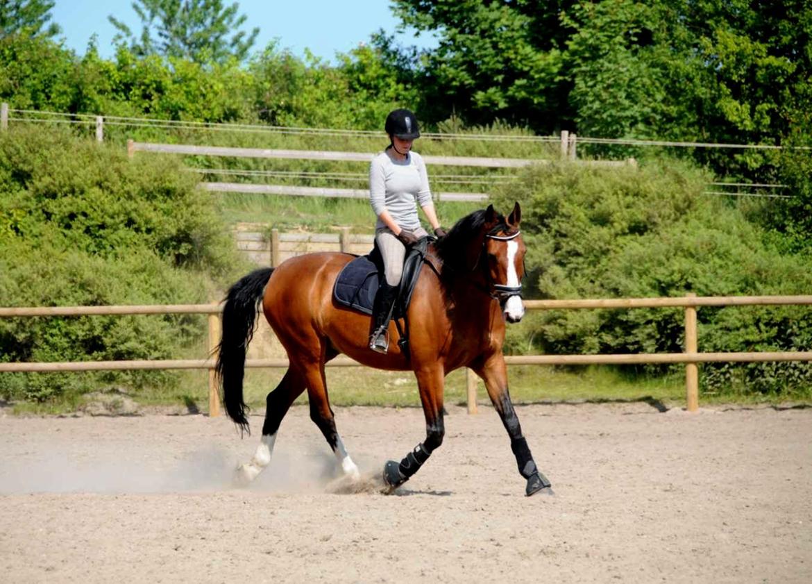 Dansk Varmblod Højgaard Lotus billede 7