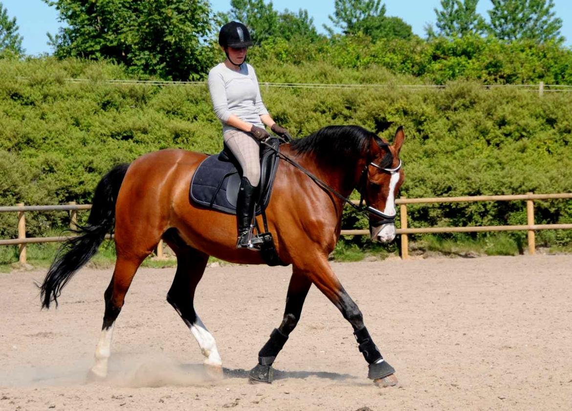 Dansk Varmblod Højgaard Lotus billede 8