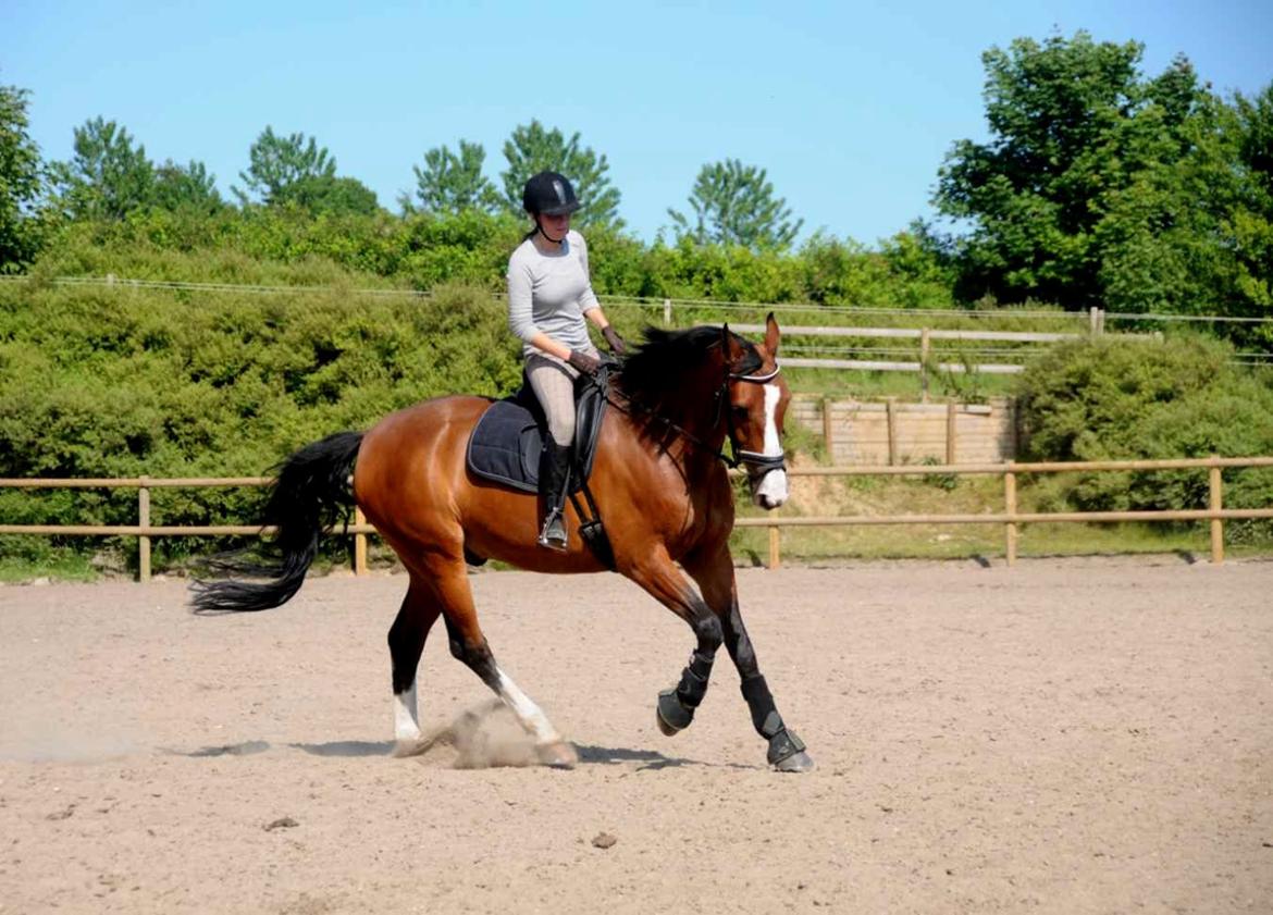 Dansk Varmblod Højgaard Lotus billede 9