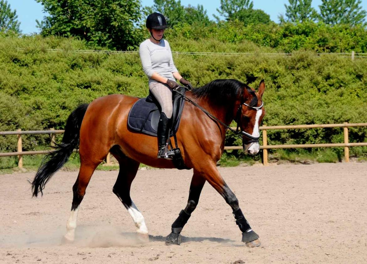 Dansk Varmblod Højgaard Lotus billede 10