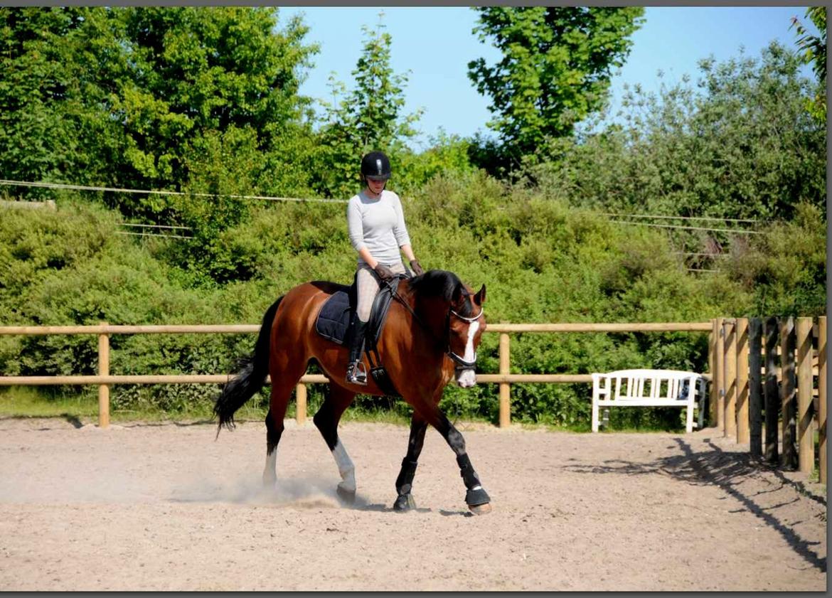 Dansk Varmblod Højgaard Lotus billede 11
