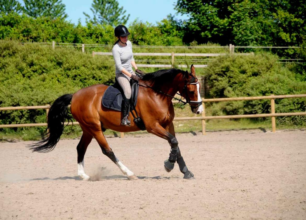 Dansk Varmblod Højgaard Lotus billede 12