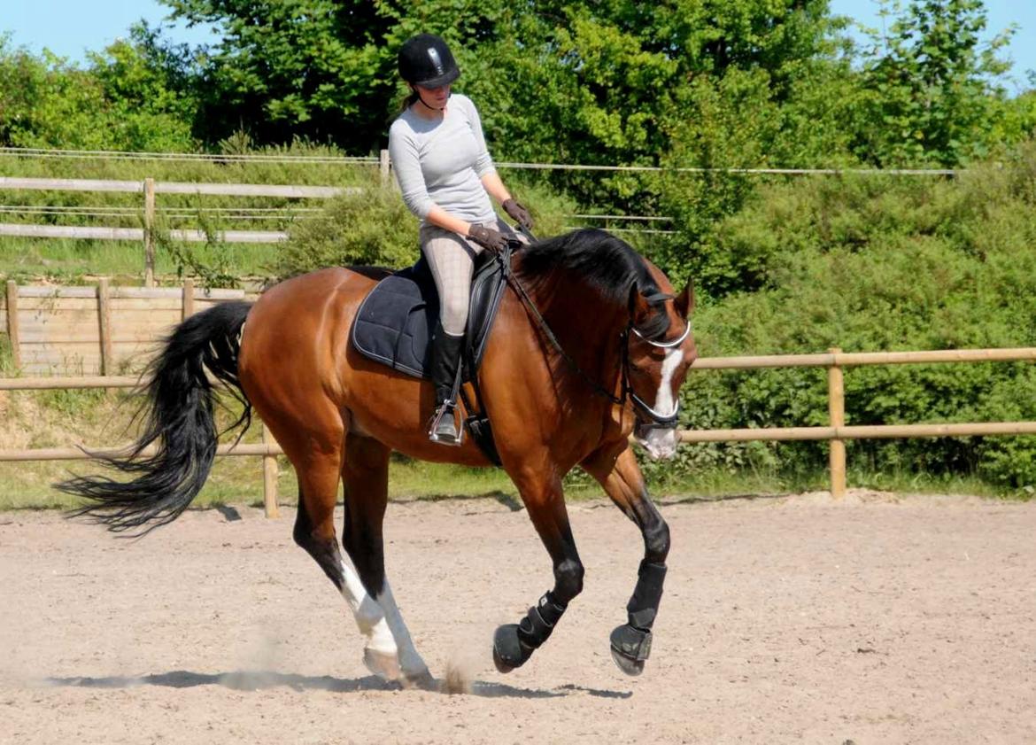 Dansk Varmblod Højgaard Lotus billede 13