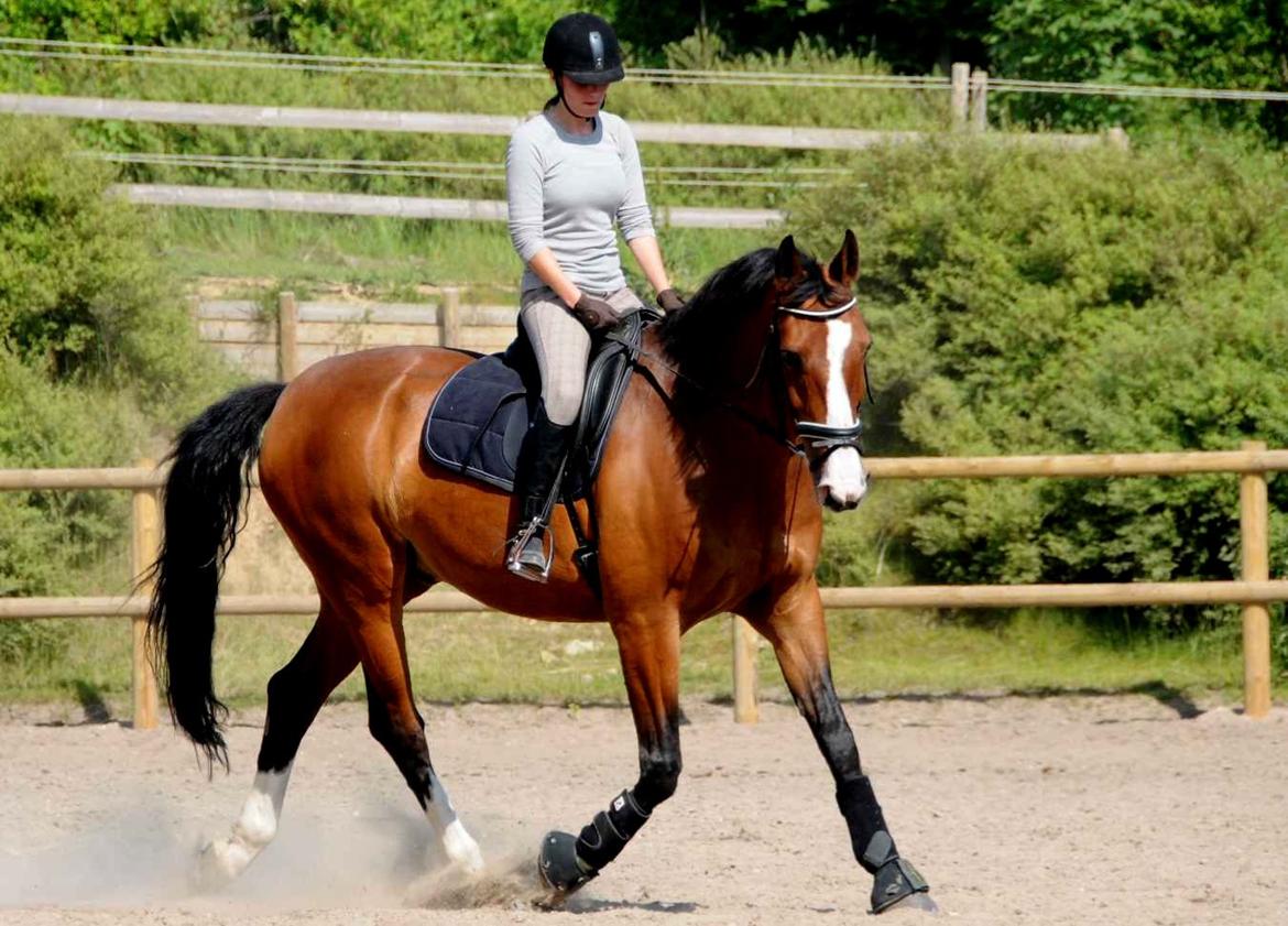 Dansk Varmblod Højgaard Lotus billede 14