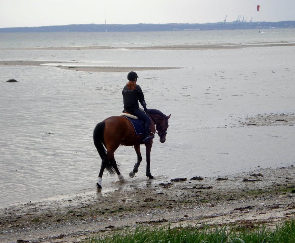 Dansk Varmblod Alicia - Hyggelig strandtur 2012 ;) billede 4