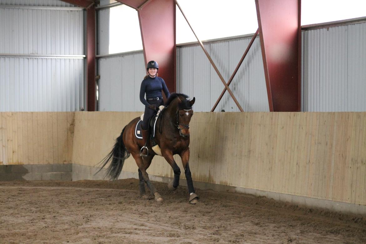 Dansk Varmblod Ruder Es Havdal - 11.10.2012 Fantastisk gallop  billede 9