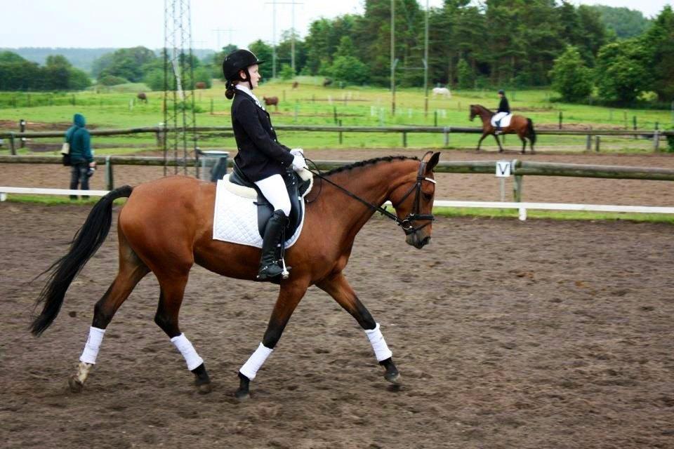 Dansk Varmblod Alicia - 2012 - Første udestævne :D billede 8