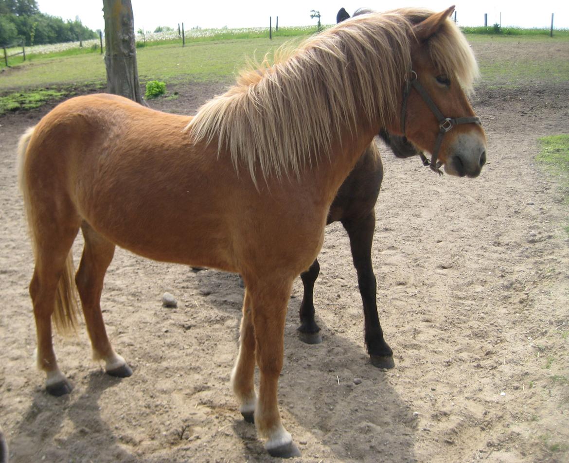 Islænder Sindri fra Teigar - Sindri sommeren 2012 - 4 år billede 15
