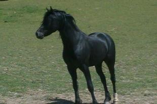 Welsh Pony af Cob-type (sec C) Llanstephan Joseff - sommer 2012 billede 2