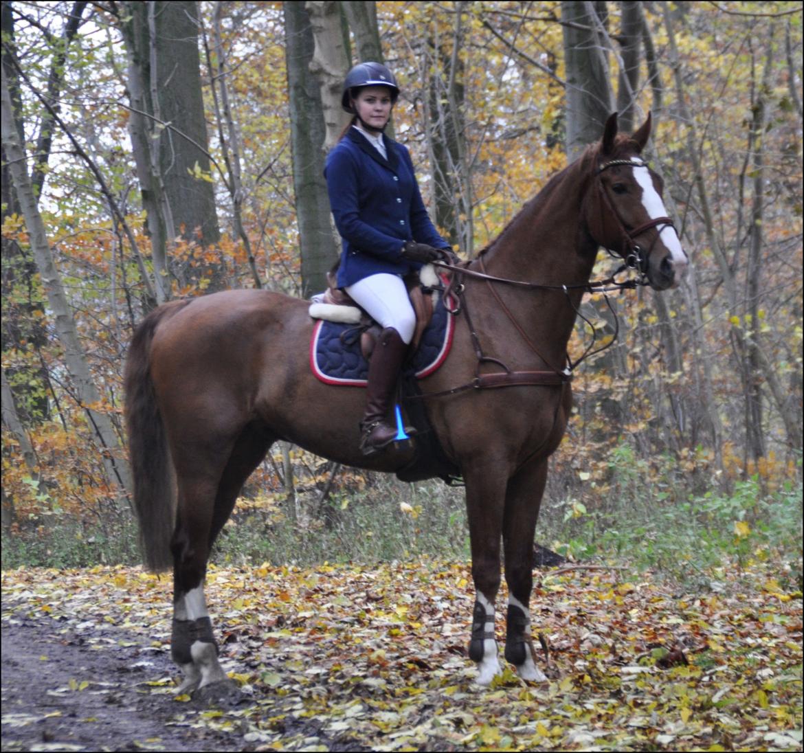 Hollandsk Varmblod Celtic Bü - skaarupgård 10-11-2012 LB* & LB** billede 12