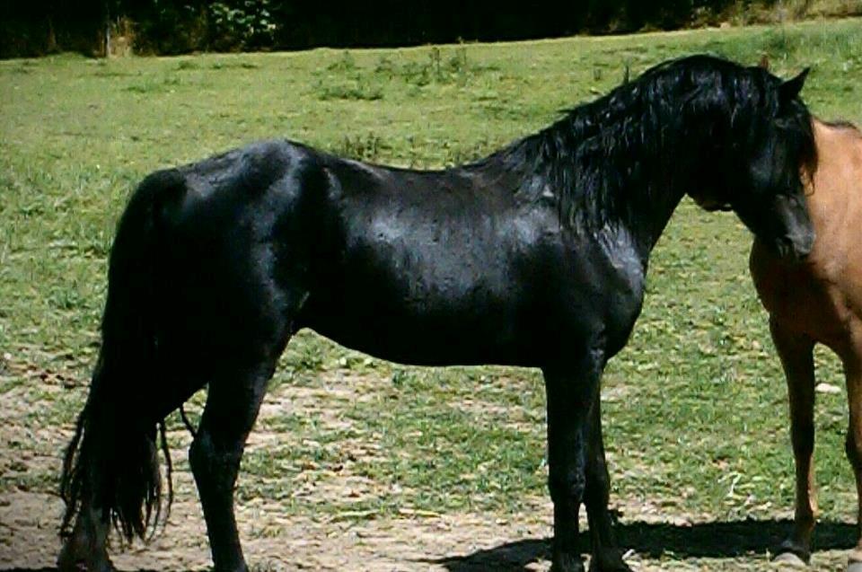 Welsh Pony af Cob-type (sec C) Llanstephan Joseff billede 14