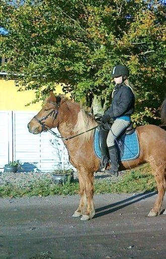 Islænder Katla Fra Skuld Nord. billede 9