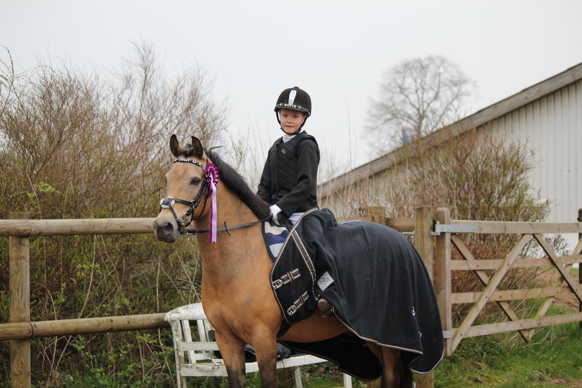 Connemara Jolly Jumper - Sløjfestævne på FHSR selvfølgelig 0 fejl i 2012 billede 1