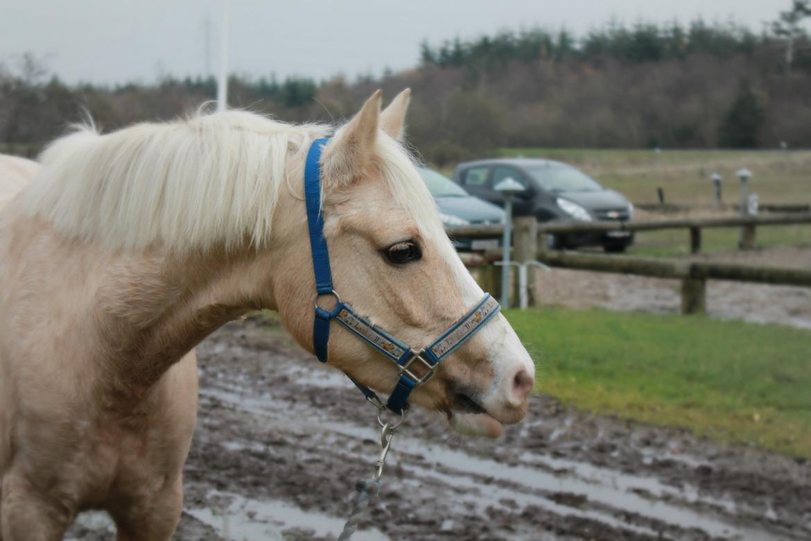 DSP Bæklunds Caia. Vil altid være savnet. billede 5