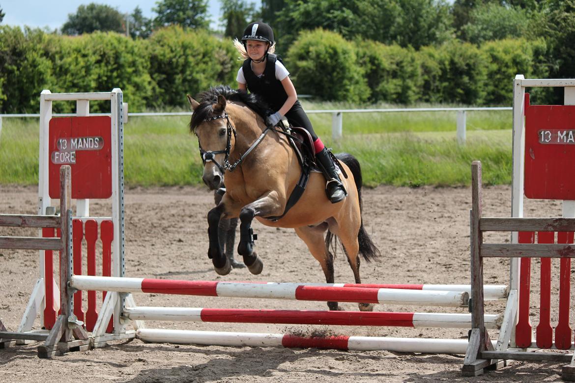 Connemara Jolly Jumper - Træning i SLR billede 2