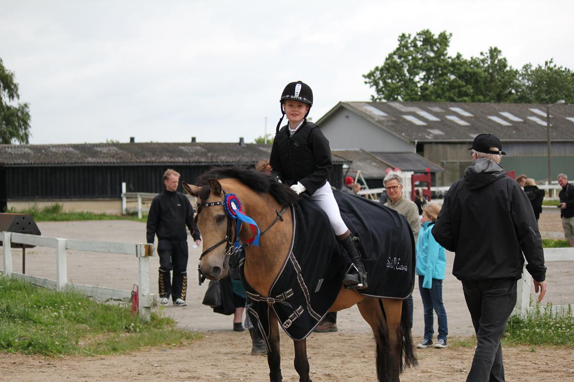 Connemara Jolly Jumper - Stævne på HIS 2 X 0 fejl 40 og 50 cm. 2012 billede 3