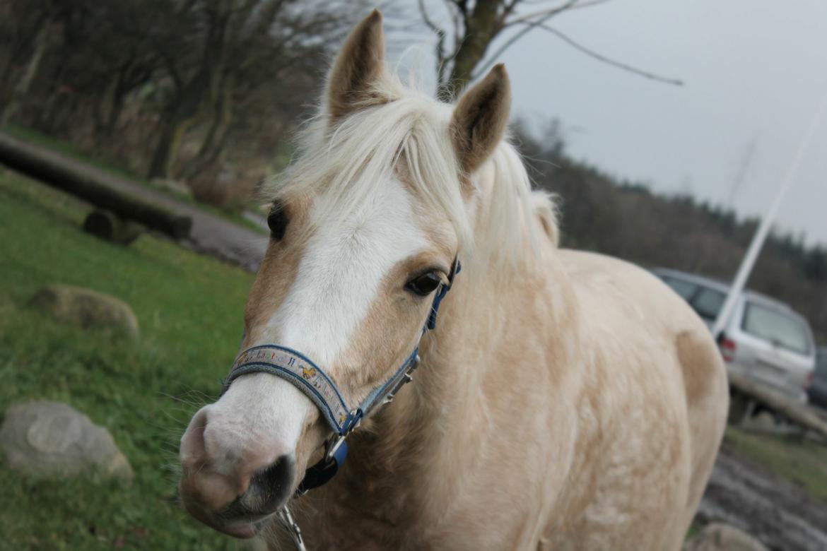 DSP Bæklunds Caia. Vil altid være savnet. billede 8