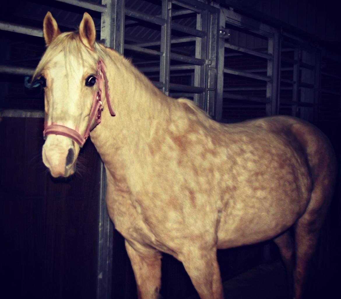 DSP Bæklunds Caia. Vil altid være savnet. billede 7