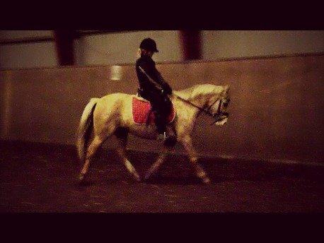 DSP Bæklunds Caia. Vil altid være savnet. billede 4