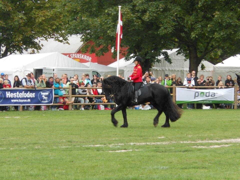 Frieser Meine vb Ster - Store Hestedag 2012 billede 4