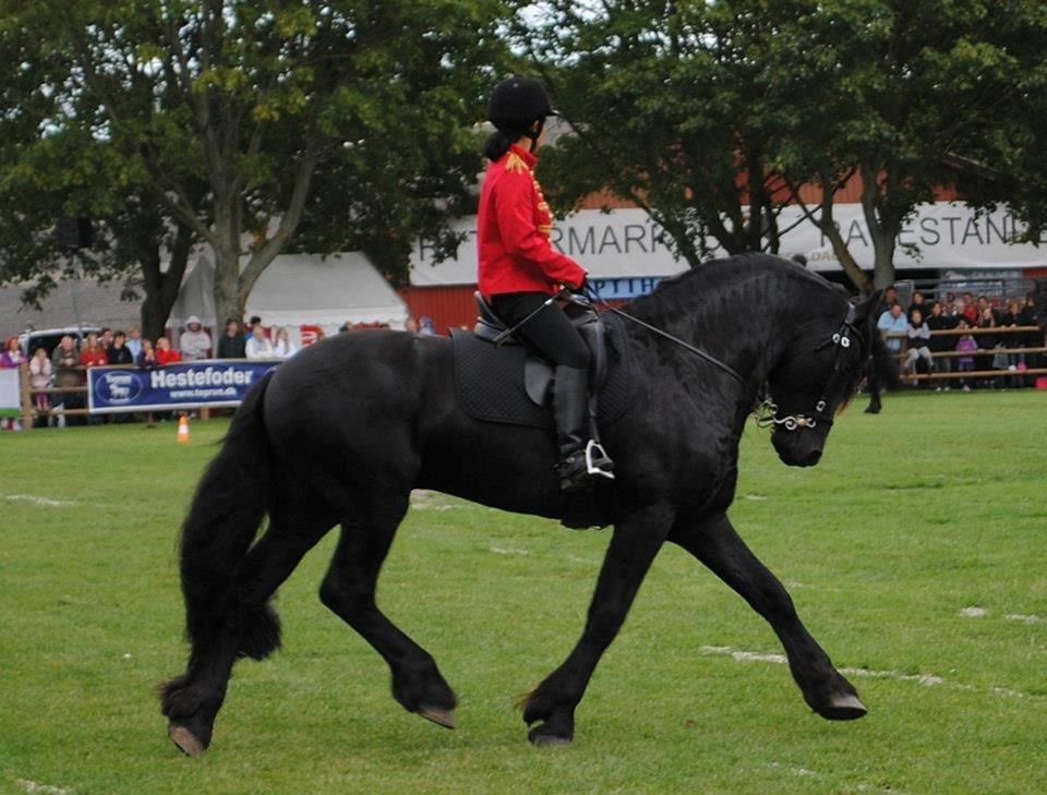 Frieser Meine vb Ster - Store Hestedag 2012 billede 7